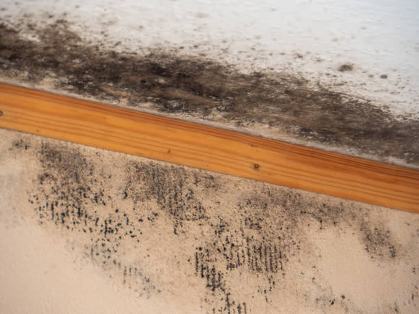 Best Real Estate Mold Inspection  in Nyon Lake, CA